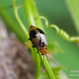 アトボシハムシ（成虫）の写真