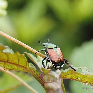 マメコガネ（成虫）の写真