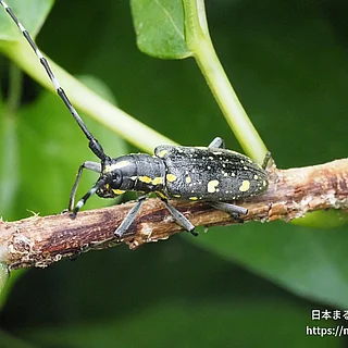 キボシカミキリ（成虫）の写真