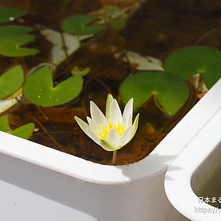 ヒツジグサの写真