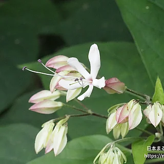 クサギ（花）の写真