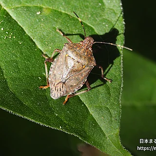 クサギカメムシ（成虫）の写真