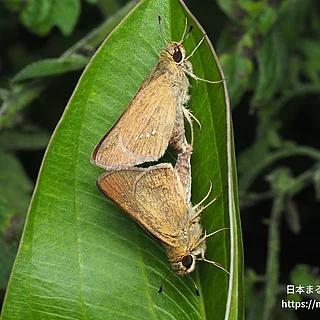 イチモンジセセリ（成虫）の写真