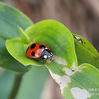 ナナホシテントウの写真