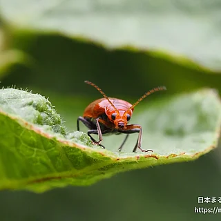 ウリハムシ（成虫）の写真
