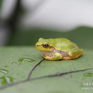 ヒガシニホンアマガエルの写真