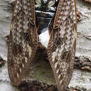 セミヤドリガの写真