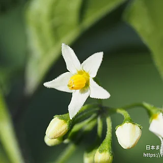オオイヌホオズキ（花）の写真