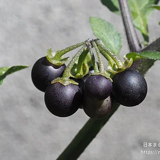 オオイヌホオズキの写真