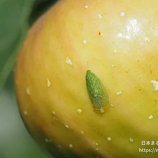ミドリグンバイウンカの写真