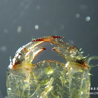 クロスジギンヤンマ（幼虫）の写真