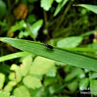 ニホンチュウレンジ（成虫）の写真