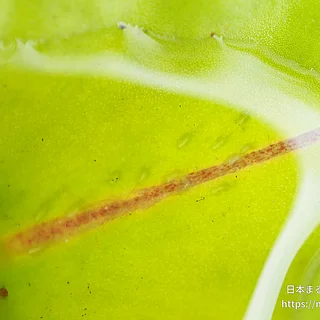 ギンヤンマ（卵）の写真