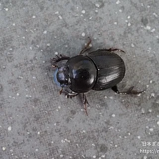 コブマルエンマコガネ（成虫）の写真