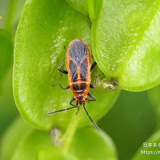 セスジナガカメムシ（成虫）の写真
