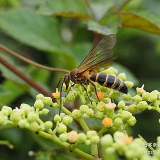 キンケハラナガツチバチ（成虫）の写真