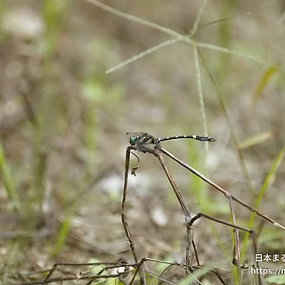 オナガサナエの写真