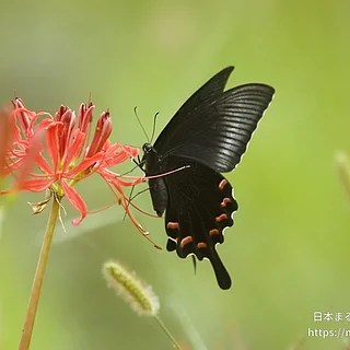 カラスアゲハの写真