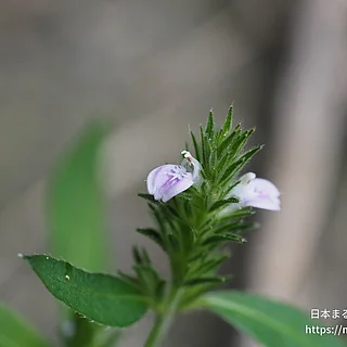 キツネノマゴ（花）の写真