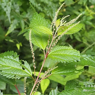 クサコアカソ（花）の写真