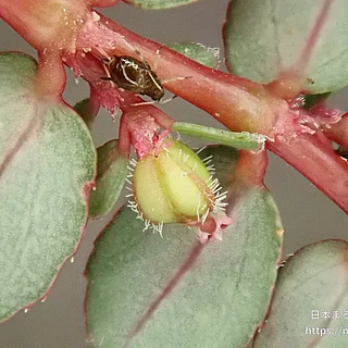 ハイニシキソウの写真