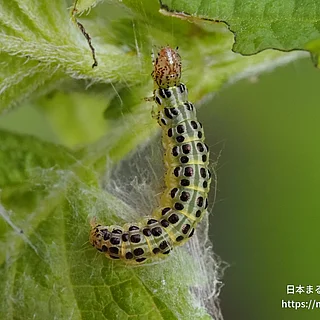 ベニフキノメイガ（幼虫）の写真
