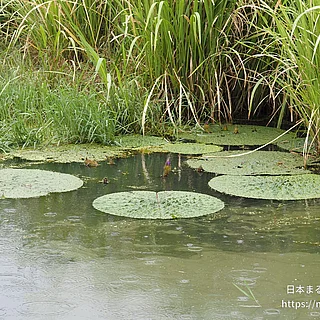 オニバスの写真