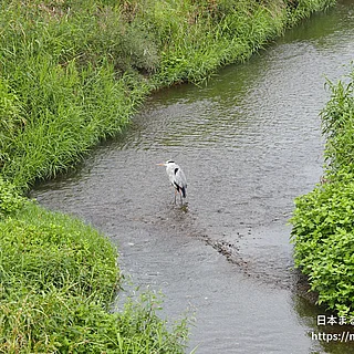 アオサギの写真