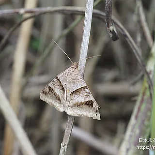オオウンモンクチバ（成虫）の写真