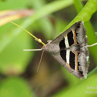 ナカグロクチバの写真