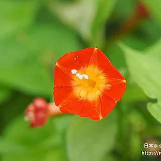 マルバルコウ（花）の写真
