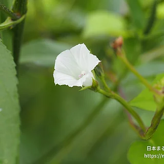 マメアサガオ（花）の写真
