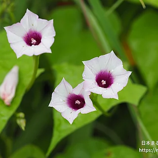 ホシアサガオ（花）の写真