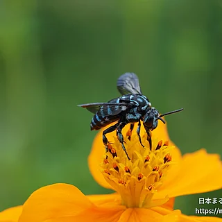ナミルリモンハナバチ（成虫）の写真