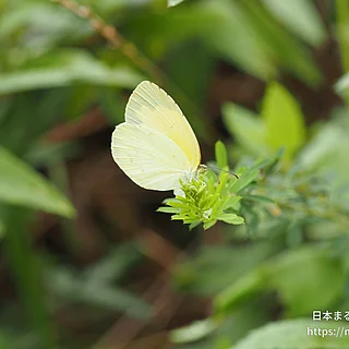 キタキチョウ（成虫）の写真