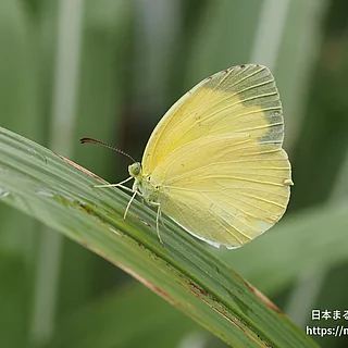キタキチョウ（成虫）の写真