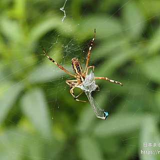 ナガコガネグモの写真