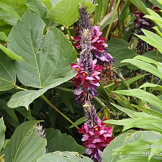 クズ（花）の写真