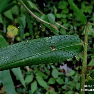 モエギザトウムシの写真