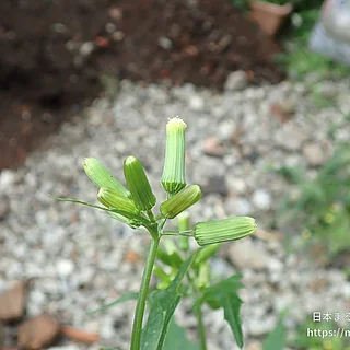 ダンドボロギク（花）の写真