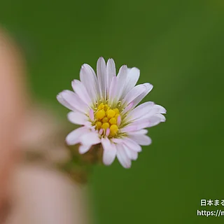 ヒロハホウキギク（花）の写真