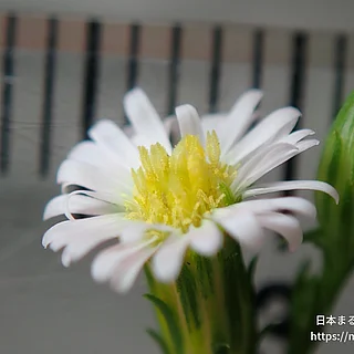ホウキギク（花）の写真