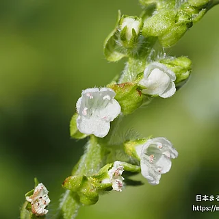 シソの写真