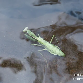 ハラビロカマキリの写真