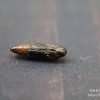 ノシメマダラメイガの写真