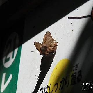 ヒカゲチョウの写真