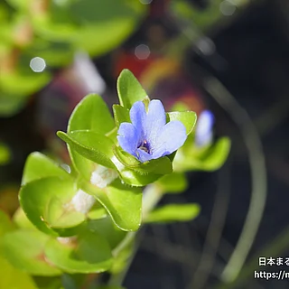 ウォーターバコパの写真