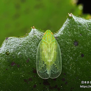 ミドリグンバイウンカの写真