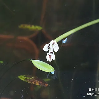 ケープヒルムシロの写真