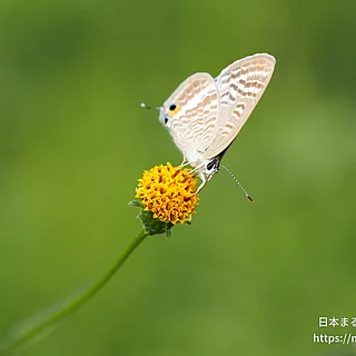 ウラナミシジミの写真
